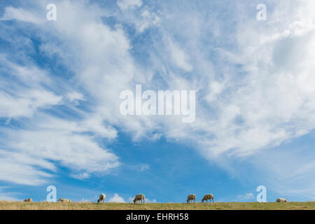 Several sheep on a dike on the isle of Texel in the Netherlands. Stock Photo