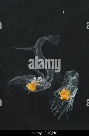 Larval cushion stars Stock Photo