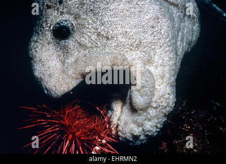 Wolf-Eel (Anarrichthys ocellatus) eating Red Sea Urchin (Strongylocentrotus franciscanus).  Queen Charlotte Strait Stock Photo