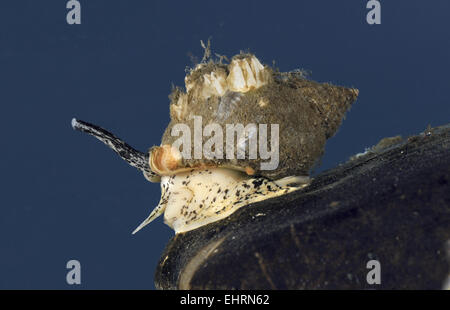 Common Whelk - Buccinum undatum Stock Photo