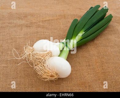 A bunch of spring onions Stock Photo