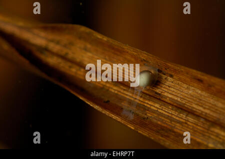 Alpine Newt (Triturus alpestris) egg. Kiel, Germany | Das Bergmolch-Weibchen (Triturus alpestris) hat seine Eier einzeln an Wass Stock Photo