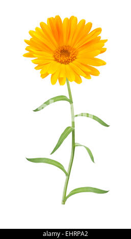 Calendula flower on white background Stock Photo