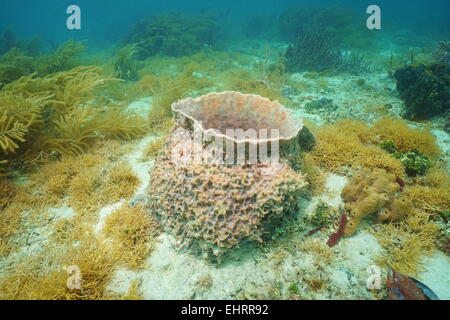 Underwater creature, Giant barrel sponge, Xestospongia muta, on seafloor of the Caribbean sea Stock Photo