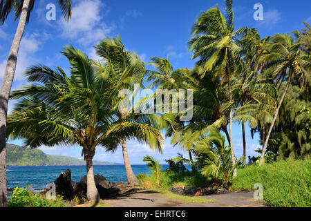 Palm trees along Hana Highway, Hana Coast, Maui, Hawaii, USA Stock Photo