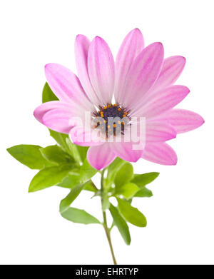 Daisy flower isolated on white Stock Photo