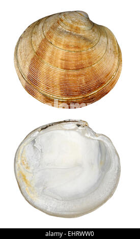 Rayed Artemis (Dosinia exoleta) Mollusca Stock Photo - Alamy