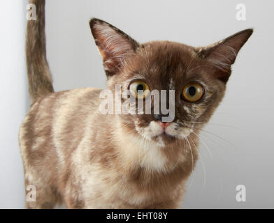 Brown Tortie Burmese cat. Stock Photo