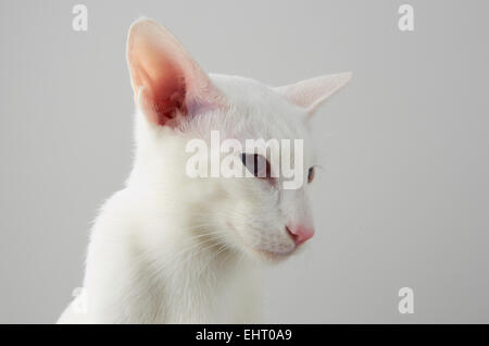 Foreign White Siamese Stock Photo