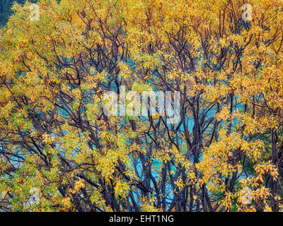Willow tree in fall color and Waterfowl Lakes. Banff National Park, Alberta, Canada Stock Photo