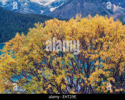 Willow tree in fall color and Waterfowl Lakes. Banff National Park, Alberta, Canada Stock Photo