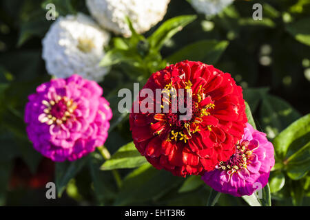 Zinnia (Zinnia violacea) Stock Photo