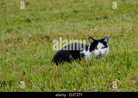 Cat in the grass catching mice Stock Photo