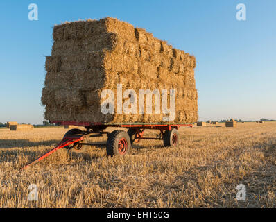 Big straw balls on a trailer standing on a field. Stock Photo