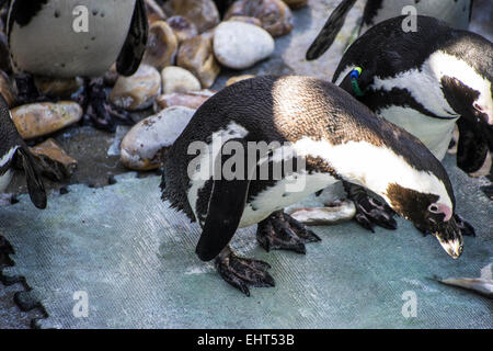 beautiful and funny penguin sun in a peer group Stock Photo