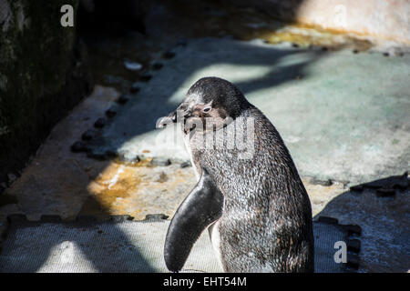beautiful and funny penguin sun in a peer group Stock Photo