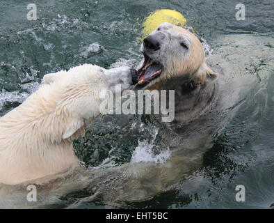 Stuttgart, Germany. 17th Mar, 2015. HANDOUT - A handout picture made available by the Wilhelma Zoological-Botanical Garden on 17 March 2015 shows polar bears Corinna (L) and summer guest from Nuremberg, Felix (R), meeting for the first time in the polar bear enclosure in the Wilhelma in Stuttgart, Germany, 17 March 2015. PHOTO: HANDOUT/HARALD KNITTER/dpa ( IN CONNECTION WITH REPORTING ON THE WILHELMA ZOO IN STUTTGART - MANDATORY CREDITS) Credit:  dpa/Alamy Live News Stock Photo