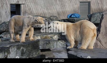 Stuttgart, Germany. 17th Mar, 2015. HANDOUT - A handout picture made available by the Wilhelma Zoological-Botanical Garden on 17 March 2015 shows polar bears Corinna (R) and summer guest from Nuremberg, Felix (L), meeting for the first time in the polar bear enclosure in the Wilhelma in Stuttgart, Germany, 17 March 2015. PHOTO: HANDOUT/HARALD KNITTER/dpa ( IN CONNECTION WITH REPORTING ON THE WILHELMA ZOO IN STUTTGART - MANDATORY CREDITS) Credit:  dpa/Alamy Live News Stock Photo