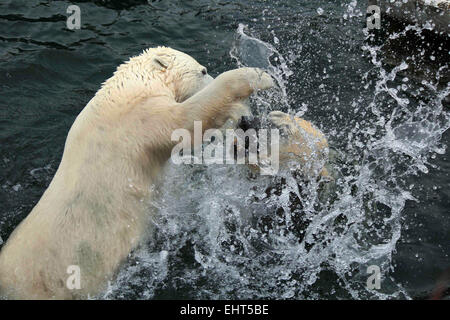 Stuttgart, Germany. 17th Mar, 2015. HANDOUT - A handout picture made available by the Wilhelma Zoological-Botanical Garden on 17 March 2015 shows polar bears Corinna (L) and summer guest from Nuremberg, Felix (R), meeting for the first time in the polar bear enclosure in the Wilhelma in Stuttgart, Germany, 17 March 2015. PHOTO: HANDOUT/HARALD KNITTER/dpa ( IN CONNECTION WITH REPORTING ON THE WILHELMA ZOO IN STUTTGART - MANDATORY CREDITS) Credit:  dpa/Alamy Live News Stock Photo