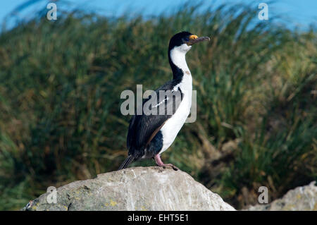 Adult King Cormorant New Island Falkland Islands Stock Photo