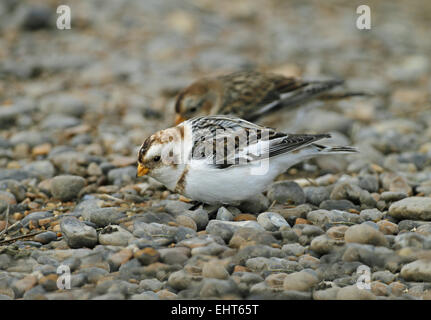 Flock of Snow buntings in winter feeding on the beach, male and female Stock Photo