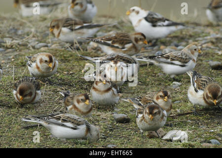 Flock of Snow buntings in winter feeding on the beach, mixed males and females Stock Photo