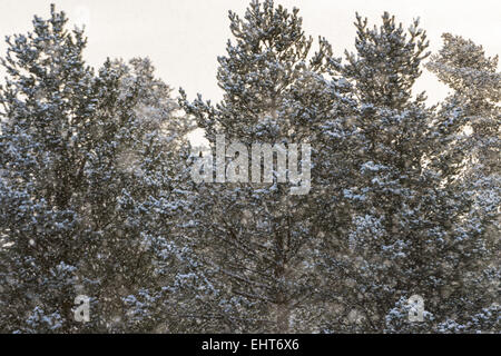 trees in snowfall, Lapland, Sweden Stock Photo