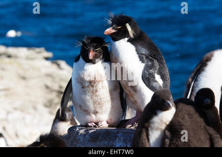 Two adult Rockhopper penguins New Island Falkland Islands Stock Photo