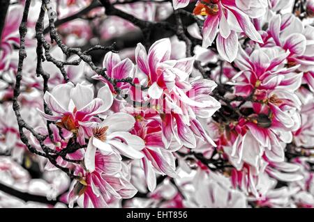 Magnolia blossom on the tree Stock Photo