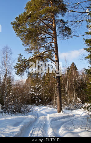 Snowy winter fir forest, run ski rut and Dachstein mountain massif ...