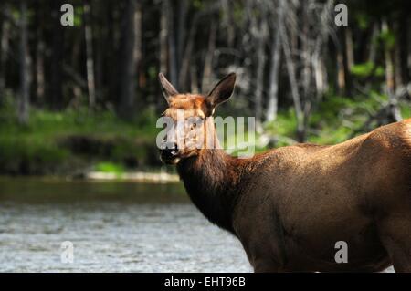 Elk cow in Gibbon River  Yellowstone National Park Wyoming USA Stock Photo