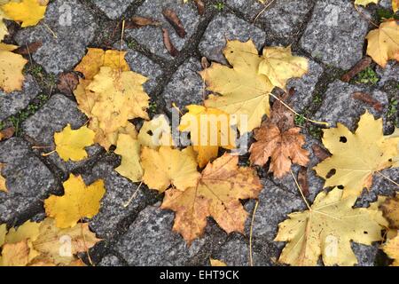 Autumn leaves on the road Stock Photo