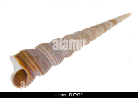 pointed snail shell 2 Stock Photo