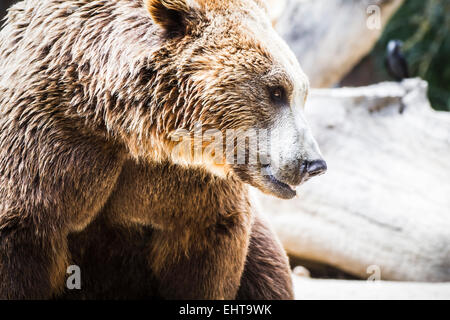 beautiful and furry brown bear Stock Photo