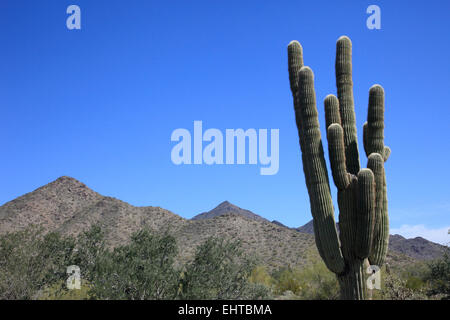 Giant Saguaro cactus Stock Photo