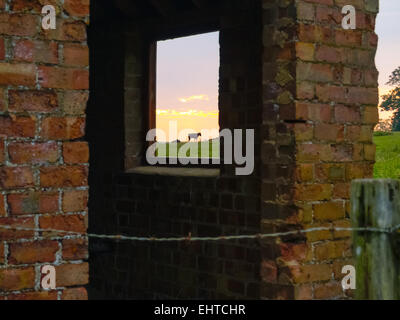 cow standing on pasture in distance viewed at sunrise through window in old brick shed. Stock Photo