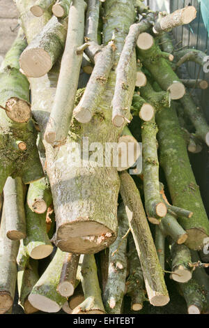 Log pile, goat willow. Stock Photo