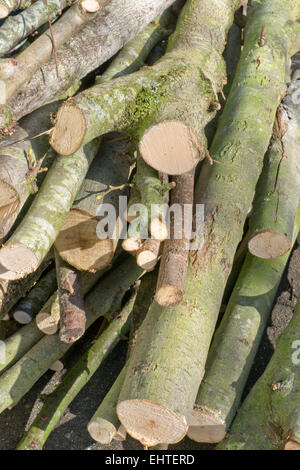 Log pile, goat willow. Stock Photo