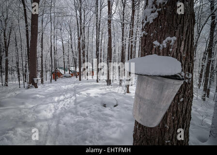 Buckets on trees await the annual spring flow of sap from maple trees. Stock Photo