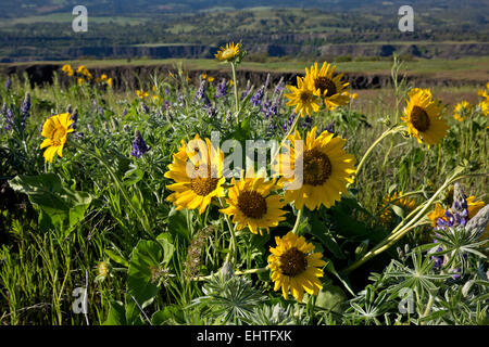 OR01697-00...OREGON - Lupine and balsamroot blooming in the meadows at Rowena Point in the Tom McCall Nature Preserve. Stock Photo