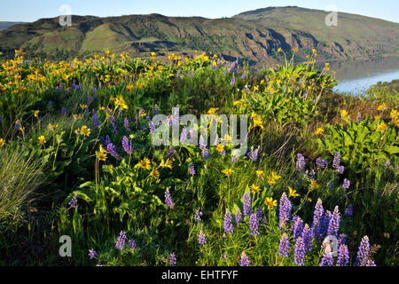 OREGON - Balsamroot and lupine blooming at the edge of a cliff overlooking the Columbia River from Tom McCall Nature Preserve. Stock Photo