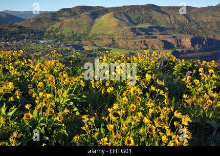 OREGON - Balsamroot blooming at the edge of a cliff overlooking the town of Lyle from Tom McCall Nature Preserve. Stock Photo