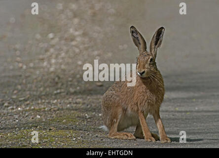 European Brown (Common) Hare- Lepus europaeus Stock Photo