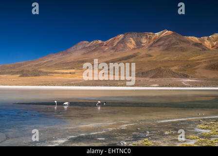 Flamingos in shallow lake in bolivian desert near Salar de Uyuni Stock Photo