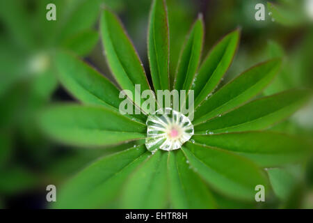 Water drops on Lupin leaf Stock Photo