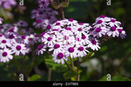 flowering Pericallis webbii natural floral background Stock Photo