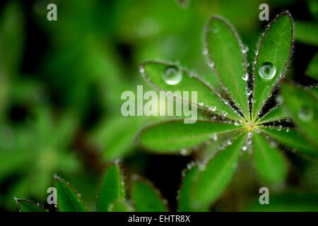 Water drops on Lupin leaf Stock Photo