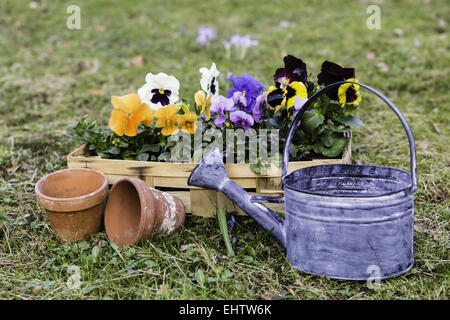 pansies in a basket Stock Photo