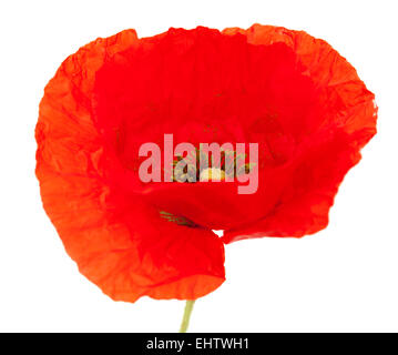 bright red poppy flower isolated on white background Stock Photo