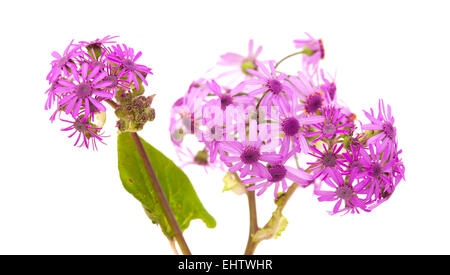Pericallis webbii flower cluster isolated on white background Stock Photo